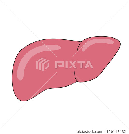 Illustration of the liver 130118482