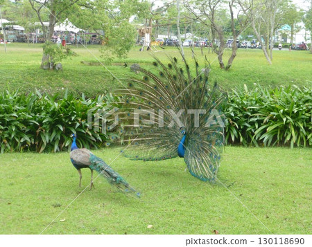 Taiwan Hualien - 04.10.2025: Public India Peacock Opening, Shu Feng Town Ideal Land Travel Hotel 130118690