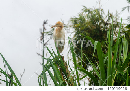 Rare purple heron in the Ranganathittu Bird Sanctuary 130119028