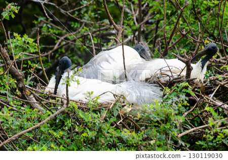 Black headed Ibis and other migratory birds nesting in the Ranganathittu Bird Sanctuary 130119030