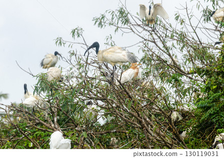 Black headed Ibis and other migratory birds nesting in the Ranganathittu Bird Sanctuary Black headed Ibis and other migratory birds nesting in the Ranganathittu Bird Sanctuary 130119031