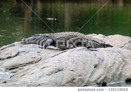 A large crocodile resting on a rock in the middle of Kaveri river in Ranganathittu bird sanctuary A large crocodile resting on a rock in the middle of Kaveri river in Ranganathittu bird sanctuary 130119058
