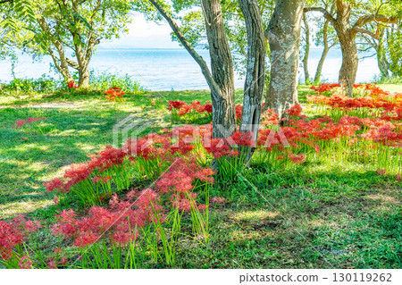 Takashima City, Shiga Prefecture: Katsurahama Park's cluster of red spider lilies blooming in autumn along the shores of Lake Biwa Takashima City, Shiga Prefecture: Katsurahama Park's cluster of red spider lilies blooming in autumn along the shores of Lake Biwa 130119262