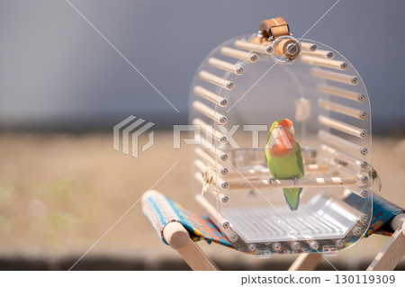 A beautifully colored cockatiel in a stylish birdcage 130119309