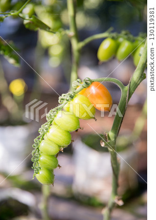 Smart farming techniques hydroponic salad vegetables technology tomato red green ensuring fresh sustainable produce agriculture promotes healthy eating support farmer living local community non gmo 130119381