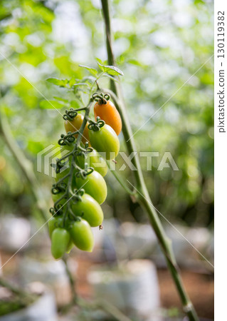 Smart farming techniques hydroponic salad vegetables technology tomato red green ensuring fresh sustainable produce agriculture promotes healthy eating support farmer living local community non gmo 130119382