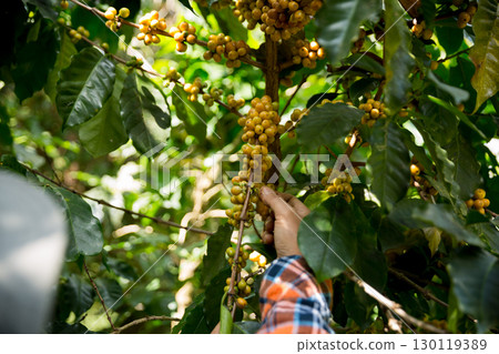 Farmer concept harvest hand ripe coffee seed robusta arabica berry close up fresh green leaf bean picking orange crop red yellow berries raw plant tree farm growth blur background eco organic garden 130119389