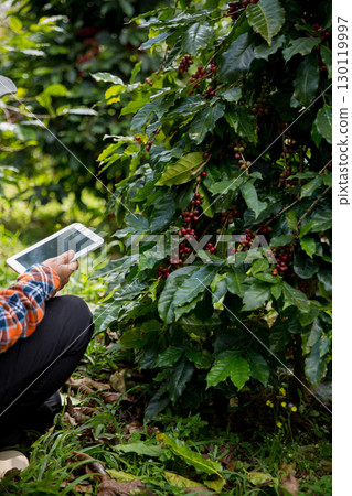 Farmer concept harvest hand ripe coffee seed robusta arabica berry close up fresh green leaf bean picking orange crop red yellow berries raw plant tree farm growth blur background eco organic garden 130119997