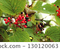 莢furcatum 130120063