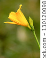 Ezo Zenteika 130120098