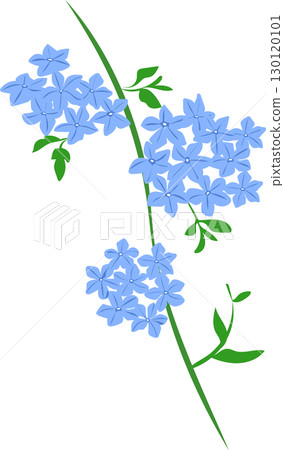 白花丹花的插圖 白花丹花的插圖 130120101