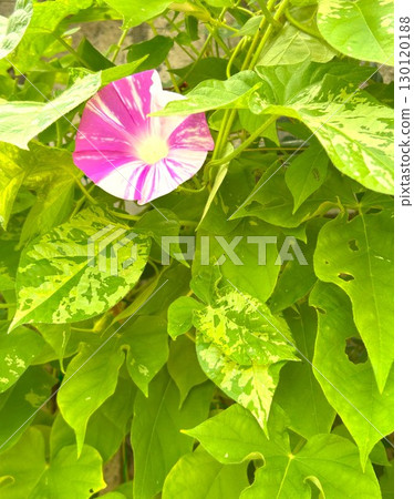 Morning glory flower 130120188