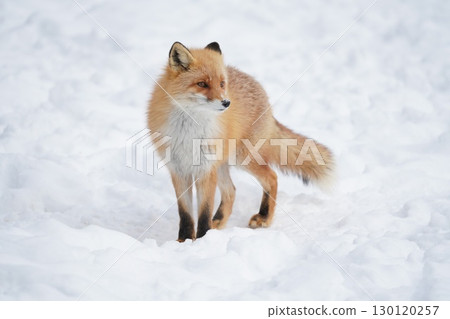 A fox gazing ahead 130120257