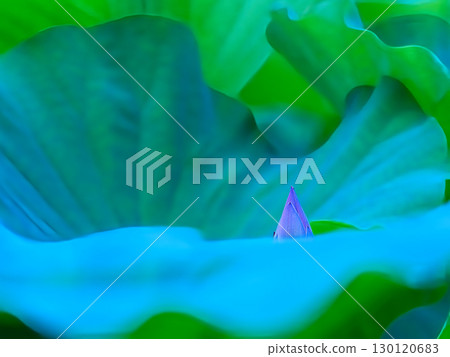 荷葉裡藏著的花蕾 130120683
