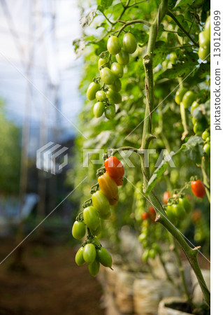 Smart farming techniques hydroponic salad vegetables technology tomato red green ensuring fresh sustainable produce agriculture promotes healthy eating support farmer living local community non gmo 130120699