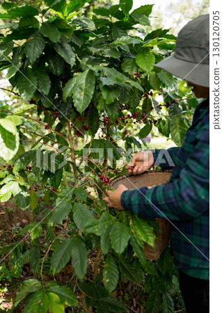 Farmer concept harvest hand ripe coffee seed robusta arabica berry close up fresh green leaf bean picking orange crop red yellow berries raw plant tree farm growth blur background eco organic garden Farmer concept harvest hand ripe coffee seed robusta arabica berry close up fresh green leaf bean picking orange crop red yellow berries raw plant tree farm growth blur background eco organic garden 130120705
