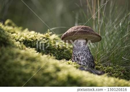 A detailed image of a birch bolete mushroom, growing in a forest setting. A detailed image of a birch bolete mushroom, growing in a forest setting. 130120816