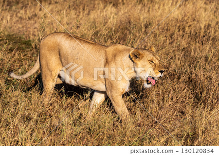 Female lion in the Serengeti 130120834