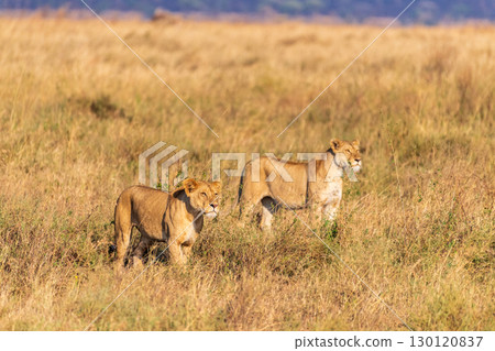 Two female lions in the Serengeti Two female lions in the Serengeti 130120837