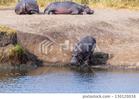 Hippos entering the water Hippos entering the water 130120838