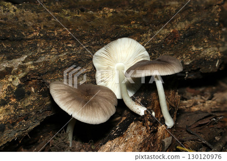 Grayish-white Pseudotsuga genus mushroom in the forest (with cap, gills, and stalk in natural environment, fungus, mushroom macro photography) Grayish-white Pseudotsuga genus mushroom in the forest (with cap, gills, and stalk in natural environment, fungus, mushroom macro photography) 130120976