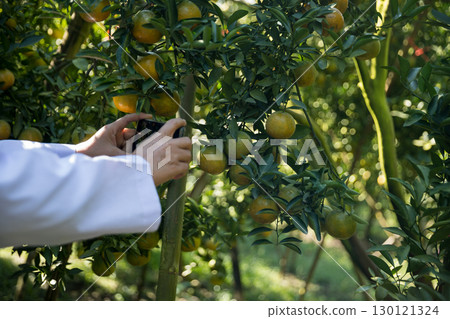 Business farm ripe orange concept farmer hand pick nature fruit citrus orchard mandarin tree growing organic lush leaves background green vibrant garden crop leaf laden branches plant close up growth 130121324