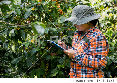 Farmer concept harvest hand ripe coffee seed robusta arabica berry close up fresh green leaf bean picking orange crop red yellow berries raw plant tree farm growth blur background eco organic garden 130121331