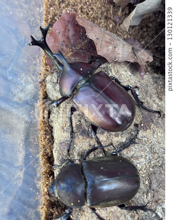 甲蟲配對 甲蟲配對 130121339