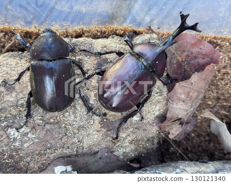 甲蟲配對 130121340