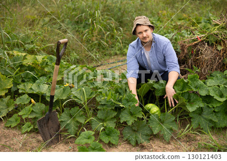 During gardening, guy in plaid shirt found large ripe pumpkin among leaves. During gardening, guy in plaid shirt found large ripe pumpkin among leaves. 130121403