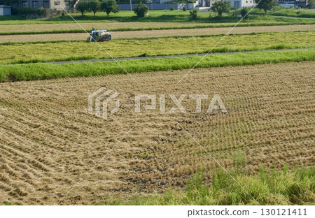 August Rice field Rice harvesting August Rice field Rice harvesting 130121411