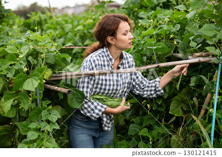 Woman is working in garden between beds, picking ripe beans 130121415