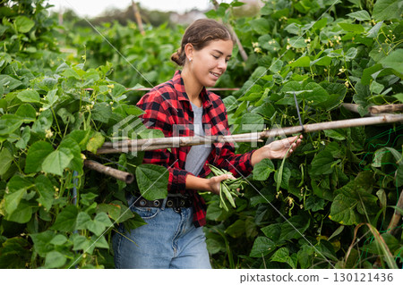 Woman is working in garden between beds, picking ripe beans Woman is working in garden between beds, picking ripe beans 130121436