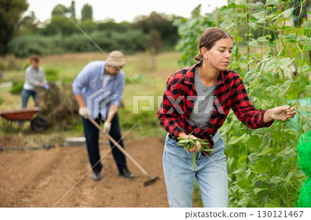 Girl farmer harvests beans on plantation Girl farmer harvests beans on plantation 130121467