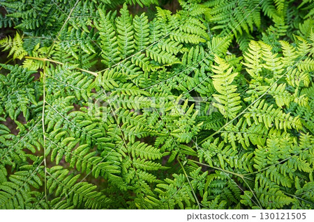 Lush Green Fern Fronds Unfolding in a Dense Forest Canopy A Natural Tapestry of Life 130121505