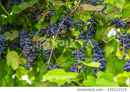 Lush Vineyard Canopy Abundant Grape Harvest Ready for Wine Production and Consumption Lush Vineyard Canopy Abundant Grape Harvest Ready for Wine Production and Consumption 130121525
