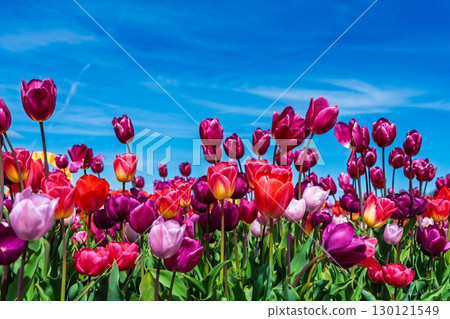 Colorful Tulip Field Under Vibrant Blue Sky in the Netherlands A Floral Symphony of Spring 130121549