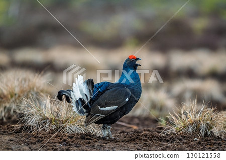 Majestic Black Grouse Displaying in Natural Habitat A Captivating Wildlife Portrait 130121558