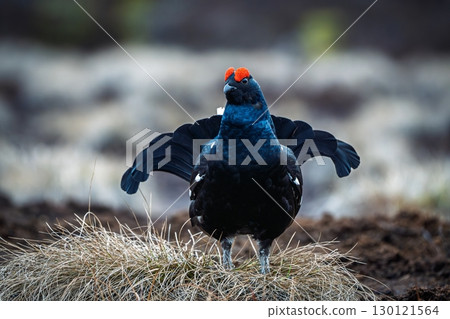 Magnificent Black Grouse Displaying in the Wild A Portrait of Nature s Splendor 130121564