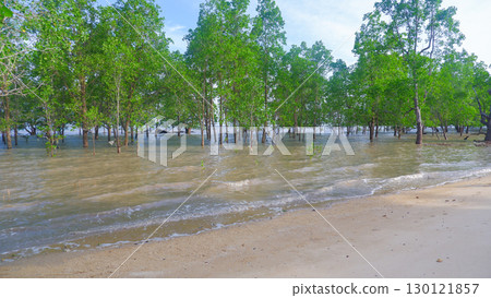 Lush Mangrove Forest on Belo Beach during High Tide Lush Mangrove Forest on Belo Beach during High Tide 130121857