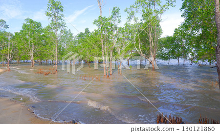 Scenic View of Mangrove Forest at Belo Beach, West Sumbawa Scenic View of Mangrove Forest at Belo Beach, West Sumbawa 130121860