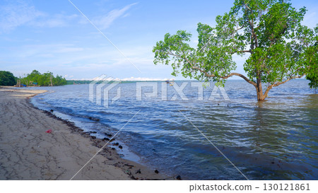 Solitary Mangrove Tree on the Shoreline of Belo Beach Solitary Mangrove Tree on the Shoreline of Belo Beach 130121861