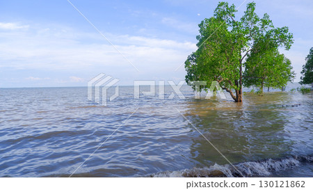 Mangrove Trees Standing in the Sea at Belo Beach Mangrove Trees Standing in the Sea at Belo Beach 130121862