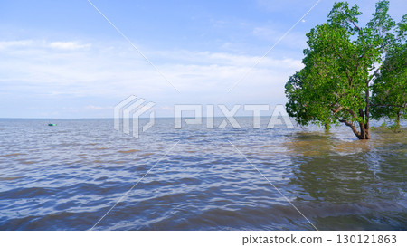 Vibrant Mangrove Tree in the Sea at Belo Beach, West Sumbawa Vibrant Mangrove Tree in the Sea at Belo Beach, West Sumbawa 130121863