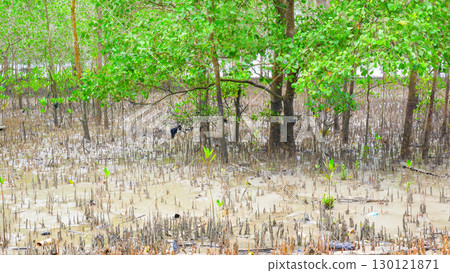 Mangrove Forest during Low Tide with Exposed Roots and Mud Mangrove Forest during Low Tide with Exposed Roots and Mud 130121871