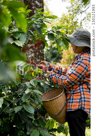 Farmer concept harvest hand ripe coffee seed robusta arabica berry close up fresh green leaf bean picking orange crop red yellow berries raw plant tree farm growth blur background eco organic garden 130121993