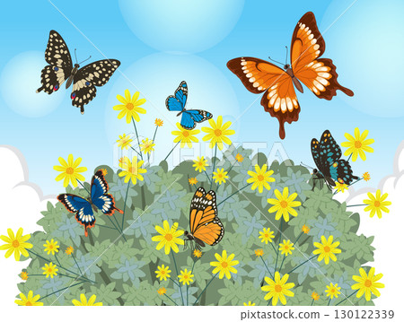 Colorful Butterflies Among Yellow Flowers in Spring Colorful Butterflies Among Yellow Flowers in Spring 130122339