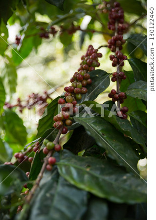 Farmer concept harvest fruit ripe coffee seed robusta arabica berry close up fresh green leaf bean picking orange crop red yellow berries raw plant tree farm growth blur background eco organic garden 130122440