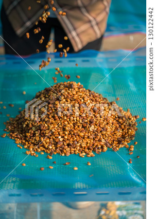Close up smart farmer techniques hand coffee bean machinery roast apparatus dry sunlight tool sunbeam sunray sunshine fresh garden produce agriculture promotes farmer concept farm blur background Close up smart farmer techniques hand coffee bean machinery roast apparatus dry sunlight tool sunbeam sunray sunshine fresh garden produce agriculture promotes farmer concept farm blur background 130122442