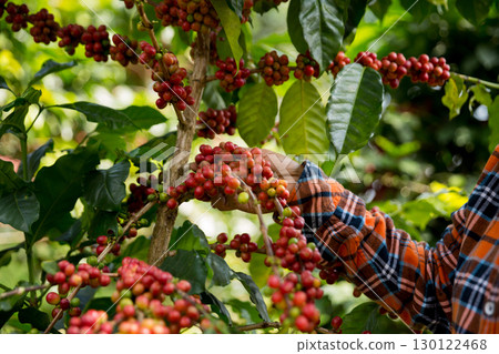 Farmer concept harvest hand ripe coffee seed robusta arabica berry close up fresh green leaf bean picking orange crop red yellow berries raw plant tree farm growth blur background eco organic garden 130122468